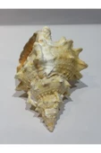 gemsartdeco BURSA BUBO KABUK ORTA BOY thumbnail 3