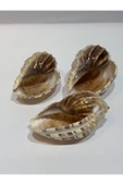 gemsartdeco HARPA SHELL thumbnail 1
