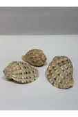 gemsartdeco HARPA SHELL thumbnail 2