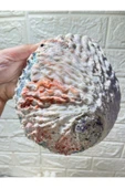 gemsartdeco Abalone Filipinler Efsane Kabuk thumbnail 3