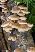 100 gram Şitake (Schiitake) Mantar Tohumu thumbnail 2