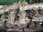 100 gram Şitake (Schiitake) Mantar Tohumu thumbnail 4