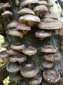 100 gram Şitake (Schiitake) Mantar Tohumu thumbnail 1