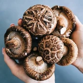 100 gram Şitake (Schiitake) Mantar Tohumu thumbnail 3