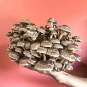 100 gram Şitake (Schiitake) Mantar Tohumu thumbnail 5