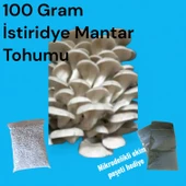 100 Gram İstiridye Mantar Tohumu thumbnail 1