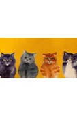 Yavru Kediler Canvas Tablo (60x120) thumbnail 2