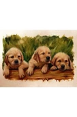 Yavru Köpekler Canvas Tablo (50x70) thumbnail 2