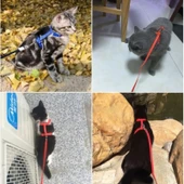Kedi Boyun ve Göğüs Tasması thumbnail 5