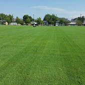 Uganda Çimi Bermuda grass 1 kg thumbnail 1