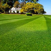 Uganda Çimi Bermuda grass 1 kg thumbnail 3