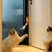 Elastik Kendinden Yapışkanlı Solucan Kedi Oltası thumbnail 5