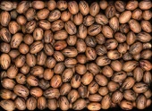 PİKAN CEVİZİ 1 KG thumbnail 2