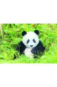 Panda Bear 500 Parça Puzzle thumbnail 2