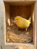 Nesting Time Doğal Kuş Yuvası Örme Malzemesi thumbnail 2