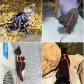 Vexor Kedi Tasması thumbnail 3