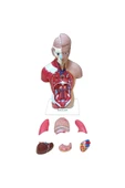 İNSAN VÜCUDU (Küçük Boy, 27 cm.) thumbnail 4
