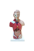 İNSAN VÜCUDU (Küçük Boy, 27 cm.) thumbnail 1