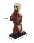 Temel 8 Parçalı İnsan Anatomisi Torso Modeli 24.5 cm thumbnail 8