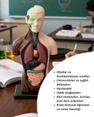 Temel 8 Parçalı İnsan Anatomisi Torso Modeli 24.5 cm thumbnail 7