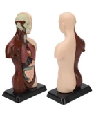 Temel 8 Parçalı İnsan Anatomisi Torso Modeli 24.5 cm thumbnail 2