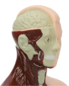 Temel 8 Parçalı İnsan Anatomisi Torso Modeli 24.5 cm thumbnail 5