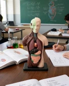 Temel 8 Parçalı İnsan Anatomisi Torso Modeli 24.5 cm thumbnail 6