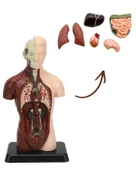 Temel 8 Parçalı İnsan Anatomisi Torso Modeli 24.5 cm thumbnail 4