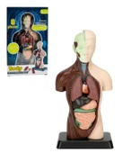 Temel 8 Parçalı İnsan Anatomisi Torso Modeli 24.5 cm thumbnail 1