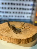 Ray-Ban rb3694 003/3F 53-20 145 2N thumbnail 3