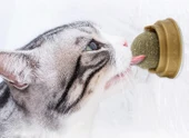 Kedi Otu Oyun Topu thumbnail 1