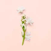Gucci Bloom Edp 100 Ml Kadın Parfüm thumbnail 5