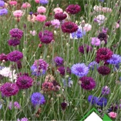 -Kontur (Centaurea) Çiçek Tohumu 50 Adet thumbnail 1
