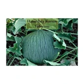 Hasanbey Kavun Tohumu (10 Gr) thumbnail 3