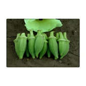 Bamya Tohumu (Sultani) 25 gr thumbnail 4