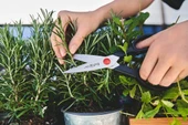 Zwilling 7 Parça Blok Bıçak Seti - Bambu Bloklu thumbnail 6