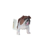 Soft Sevimli Köpekler Seri 1 thumbnail 5
