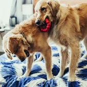 Kong Ring Köpek Isırma Oyuncağı L thumbnail 3