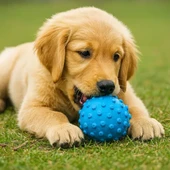 PetZoom Dikenli Köpek Oyun Topu thumbnail 3
