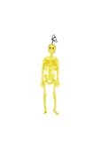 Misyon Plastik İskelet Modeli thumbnail 1