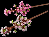 LEGO Botanicals 40725 Cherry Blossoms (New) thumbnail 3