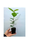 Aronya Fidanı 10-20 cm thumbnail 2