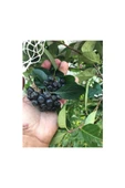 Aronia (Aronya) Fidanı 10-20 cm thumbnail 1