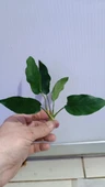 Canlı Bitki L019E  Anubias barteri var Nana (Type  E) thumbnail 5