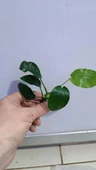 Canlı Bitki L019E  Anubias barteri var Nana (Type  E) thumbnail 3