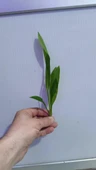 Canlı Bitki L065 Echinodorus amazonicus thumbnail 3