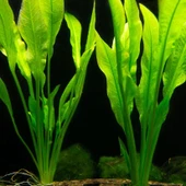 Canlı Bitki L065 Echinodorus amazonicus thumbnail 5