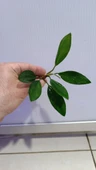 Canlı Bitki L279 Anubias congensis broad thumbnail 7
