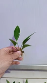Canlı Bitki L279 Anubias congensis broad thumbnail 4