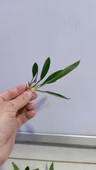 Canlı Bitki L279 Anubias congensis broad thumbnail 5